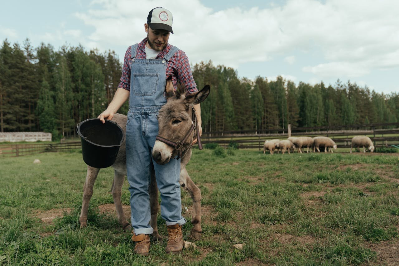 A farmer in overalls with a donkey and a flock of sheep on a pasture.