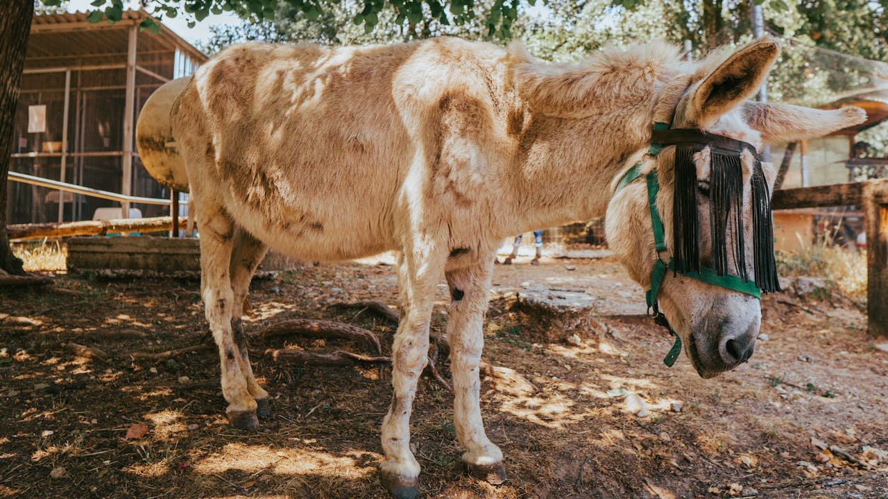 A peaceful donkey with a fringe mask in a rural farm setting on a Greek island.