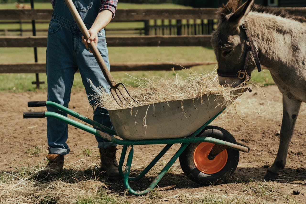 A farmer in overalls feeding hay to a donkey using a wheelbarrow in a rural yard.